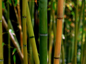 Elmwood flooring designs bamboo